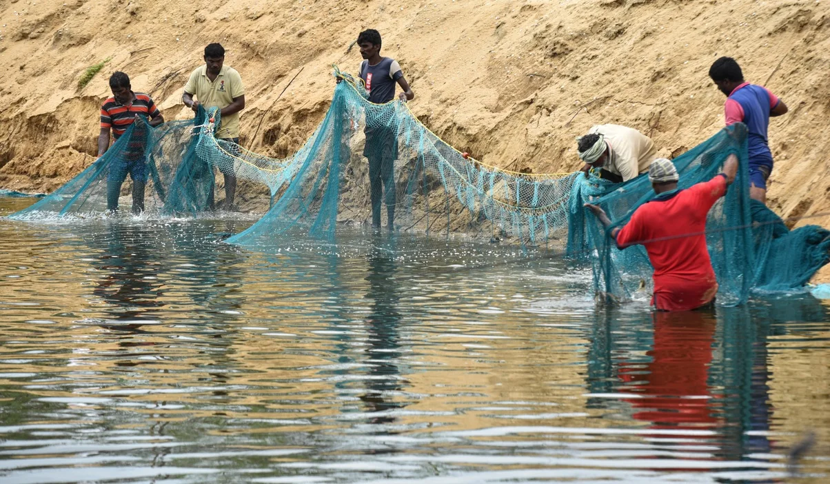 Workers draw a shrimp net through a farm pond in Nellore district, Andhra Pradesh.